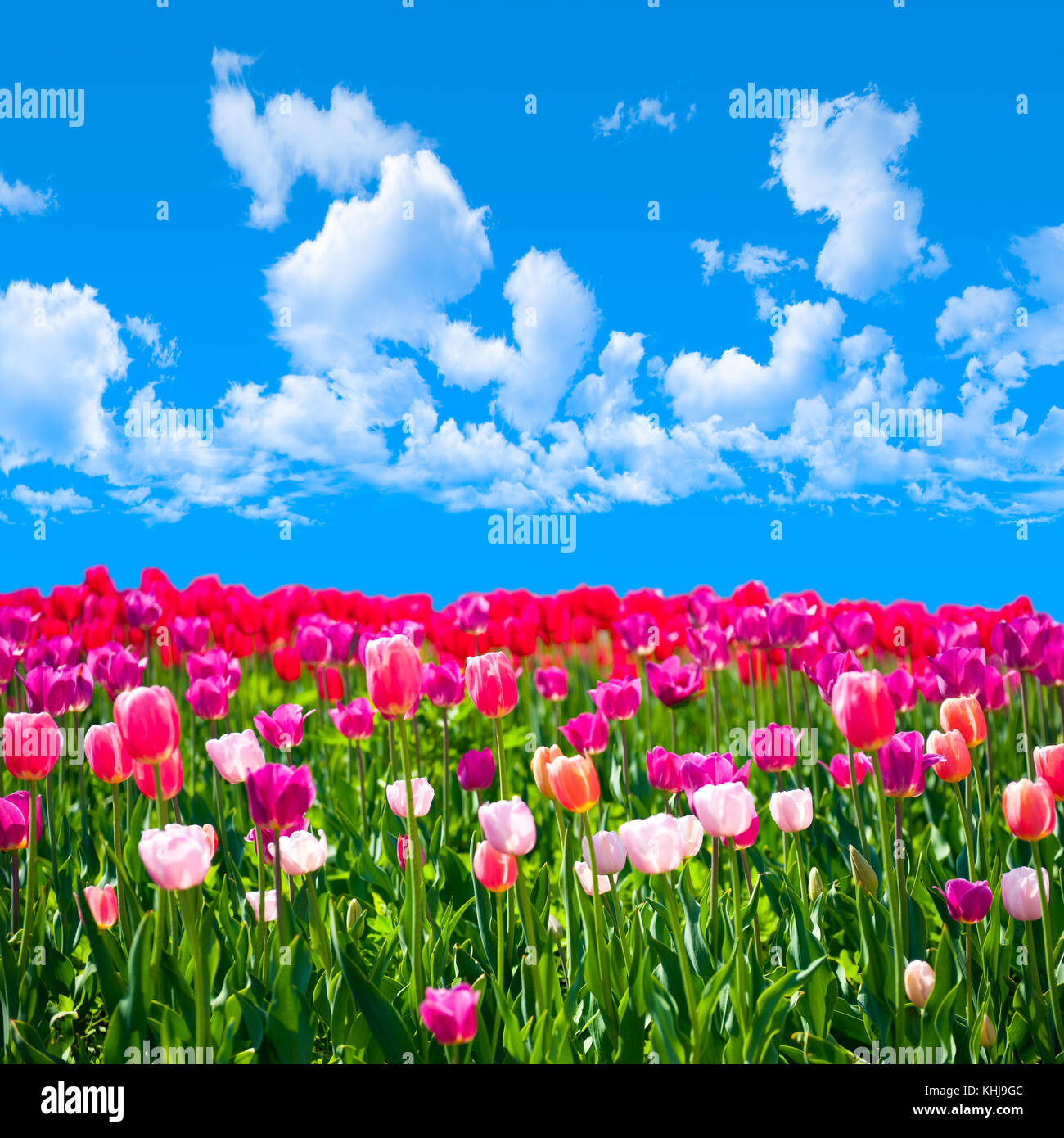 Meadow of tulips on a background of blue sky with clouds Stock Photo ...