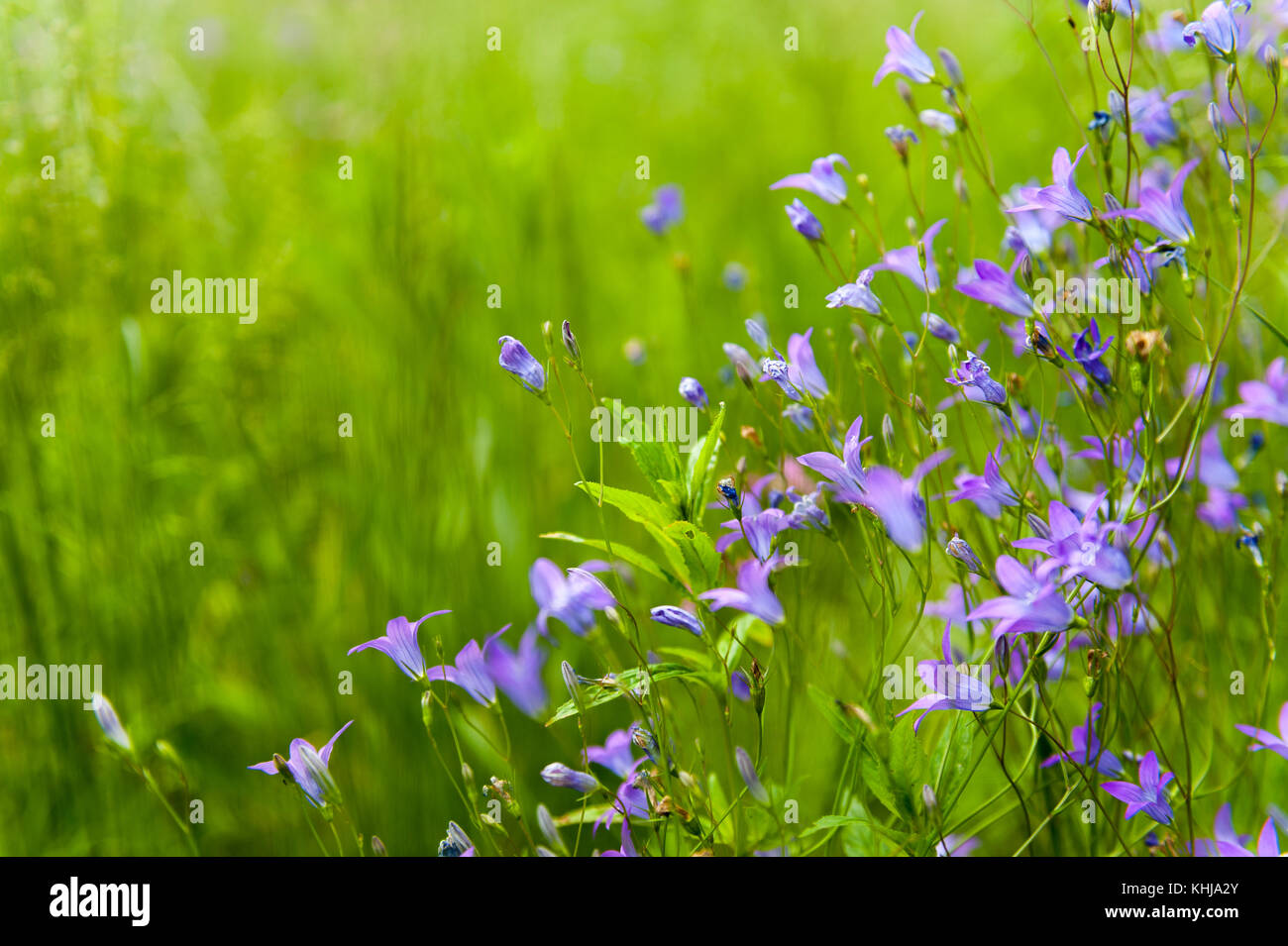 Colorful field of flowers hi-res stock photography and images - Alamy