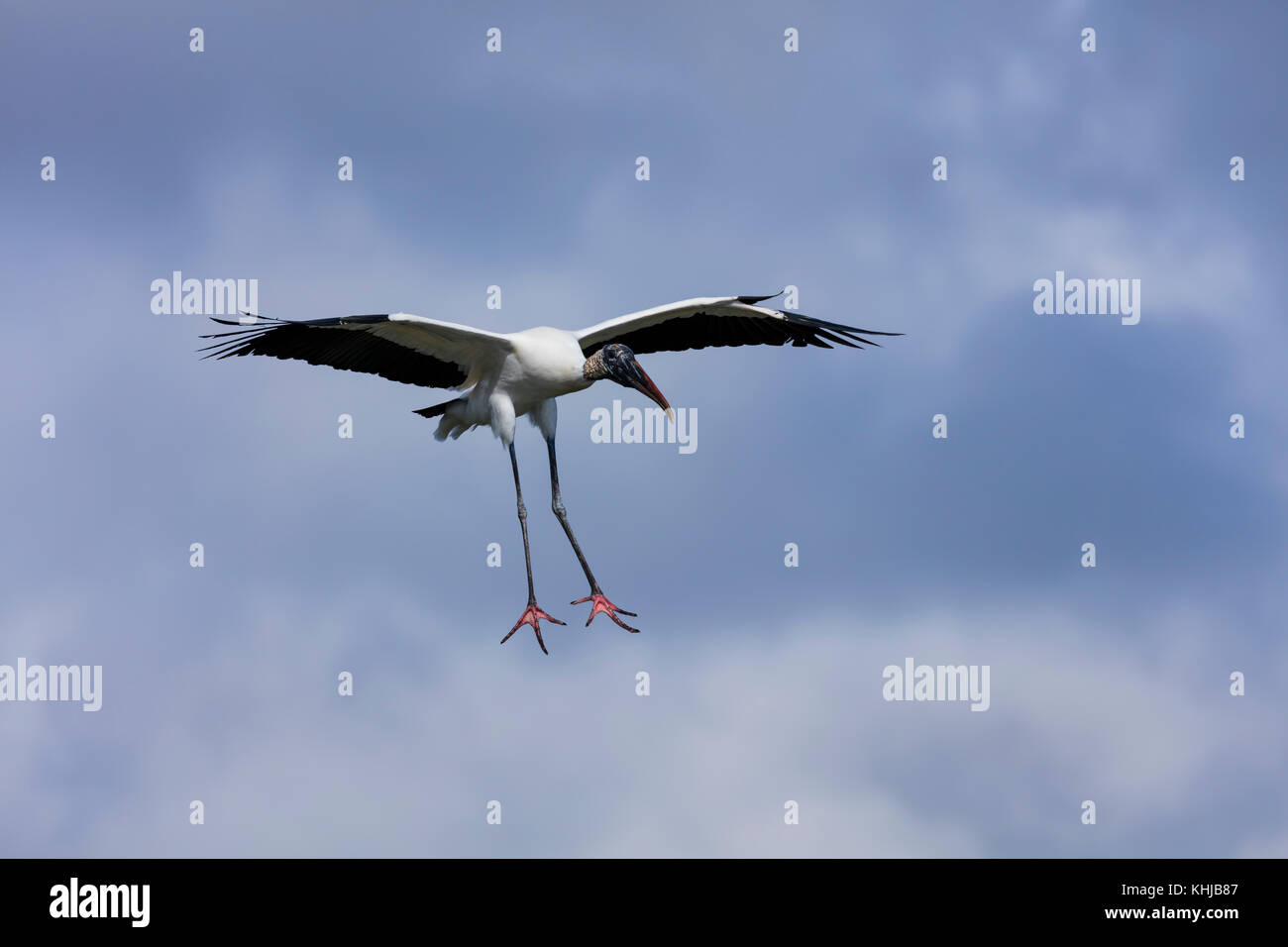 WOOD STORK (Mycteria americana), Stork family, Everglades, Florida, Usa ...