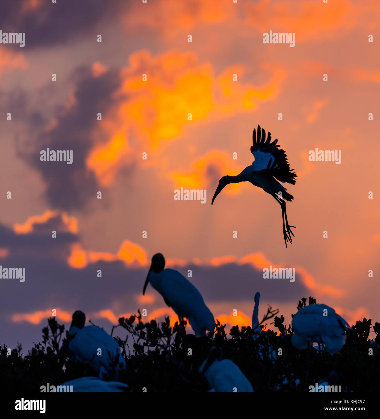 WOOD STORK (Mycteria americana), Stork family, Everglades, Florida, Usa ...