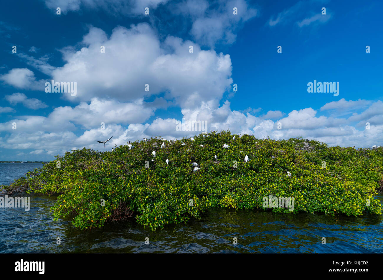 WOOD STORK (Mycteria americana), Stork family, Everglades, Florida, Usa, América Stock Photo