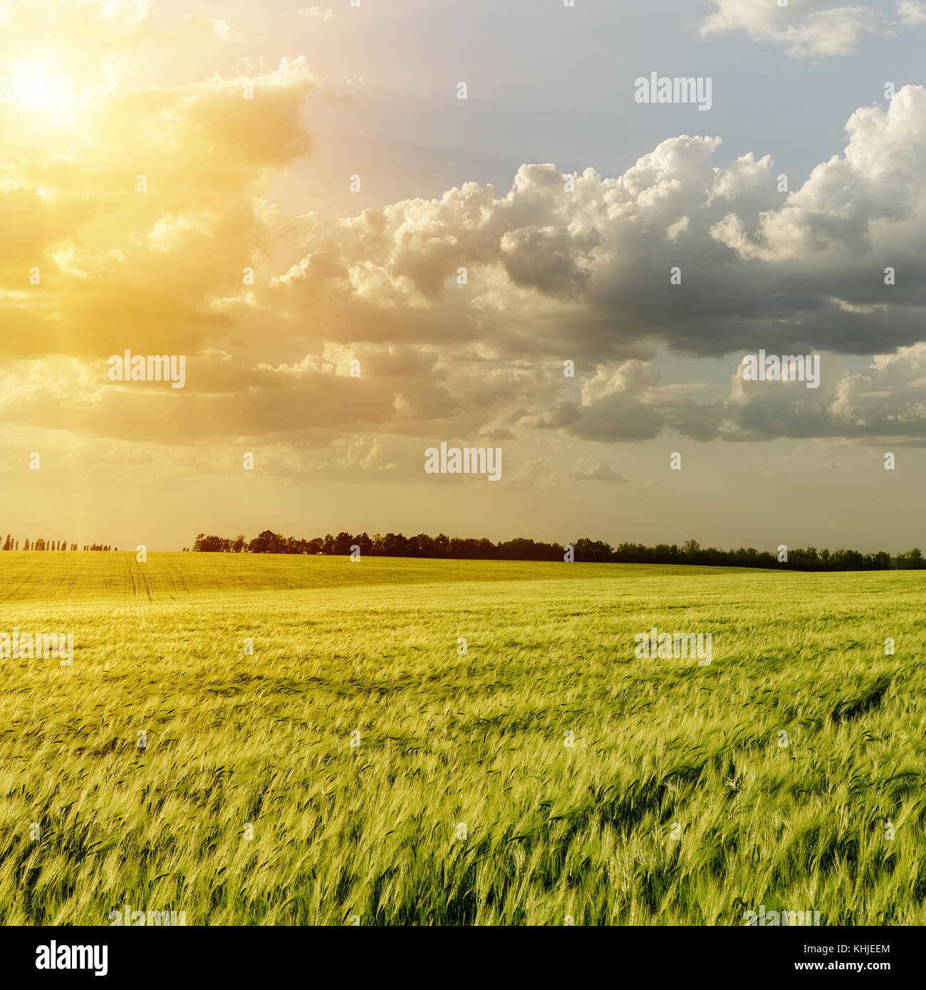sunset over green field Stock Photo - Alamy