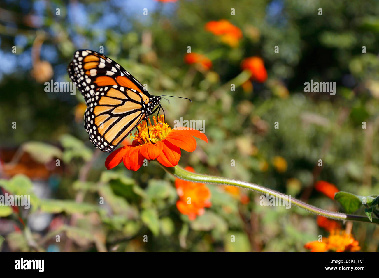 A monarch butterfly (Danaus plexippus) on an orange flower Stock Photo ...