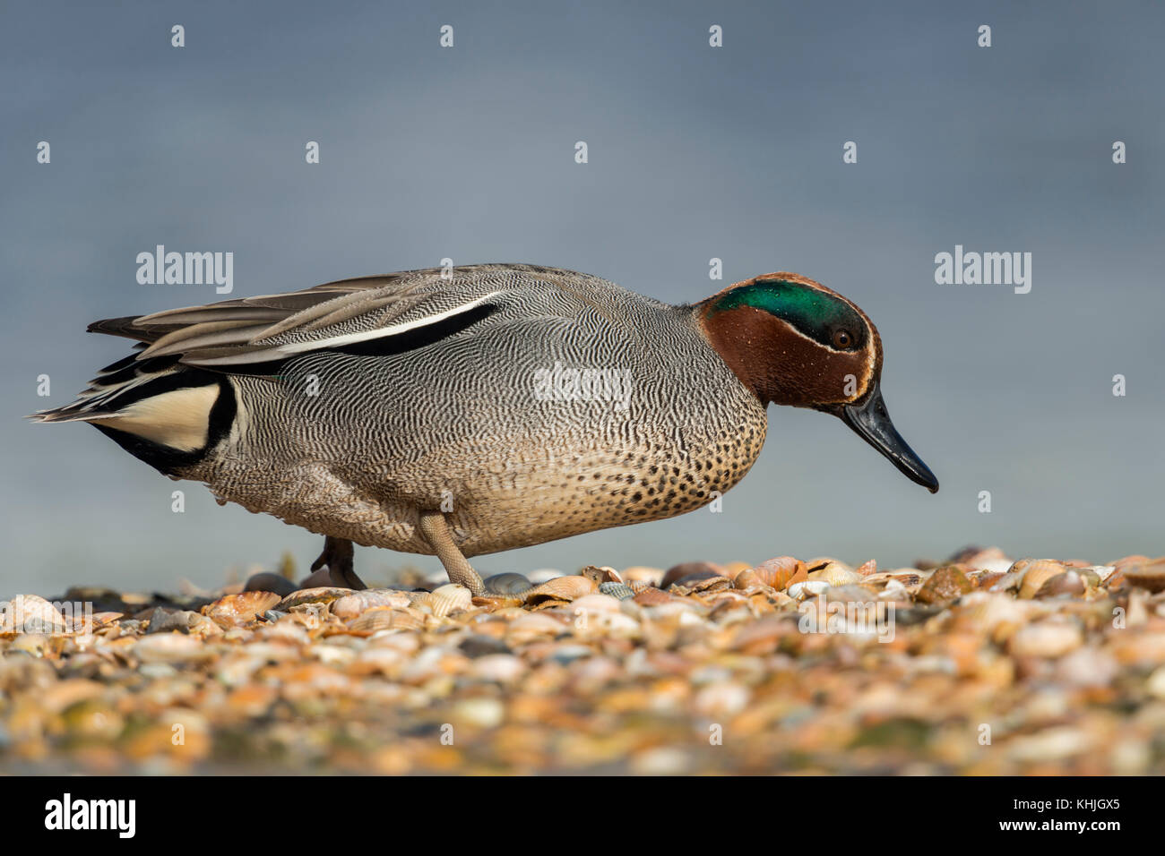 Teal / Krickente ( Anas crecca ), male adult, smallst duck in Europe, in its breeding dress, walking over a mussel bank, searching for food. Stock Photo