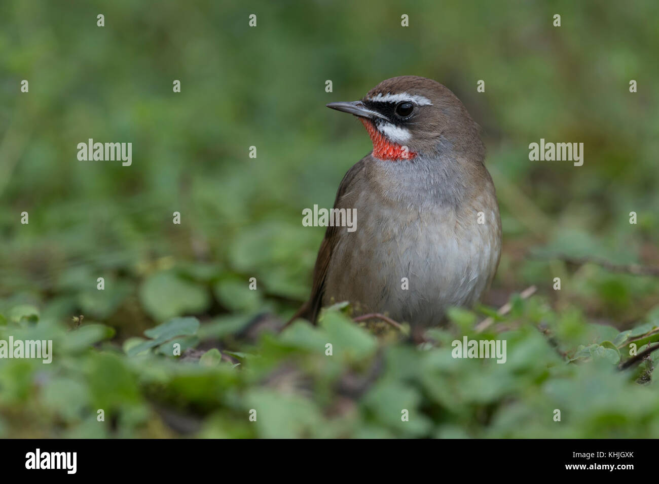 Siberian Rubythroat ( Luscinia calliope ), male bird, extremly rare in Western Europe, first record in Netherlands, frontal view, wildlife.. Stock Photo