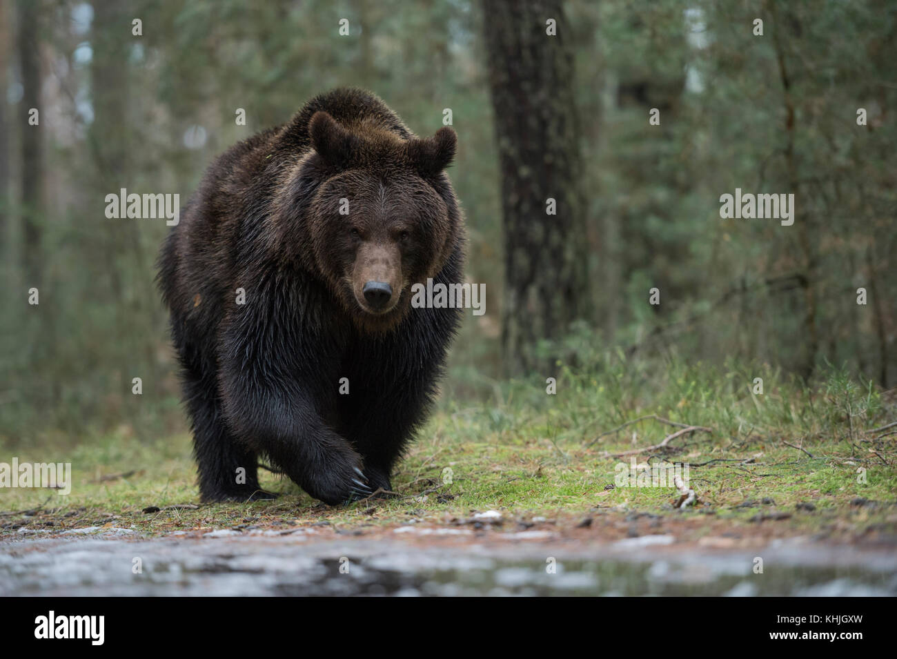 Brown Bear ( Ursus arctos ) walking along frozen water at the edge of a ...