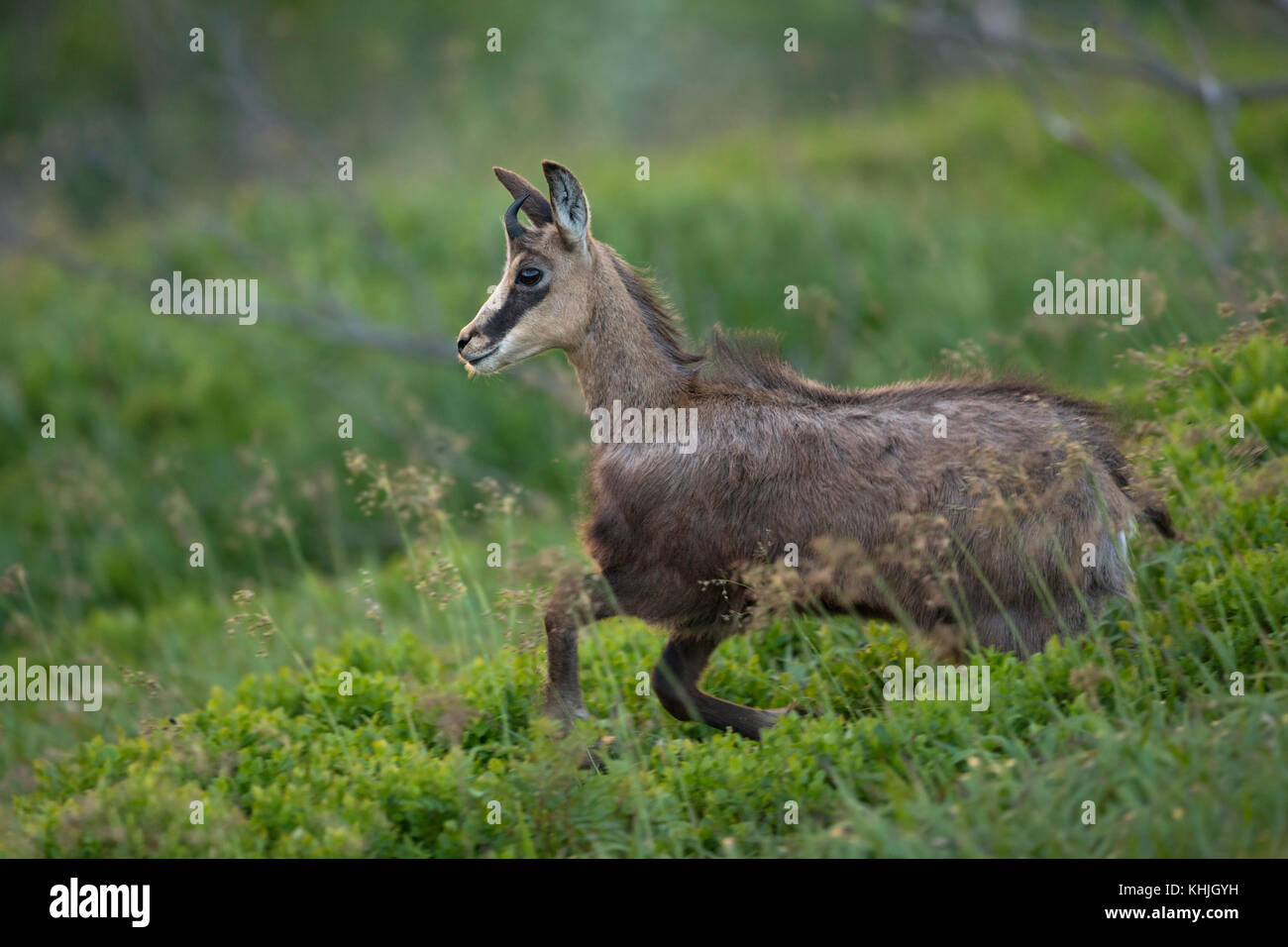 Chamois ( Rupicapra rupicapra ) young adolescent, running down towards the valley, playful, full of joy, jumping over fresh green low shrubs, Europe. Stock Photo