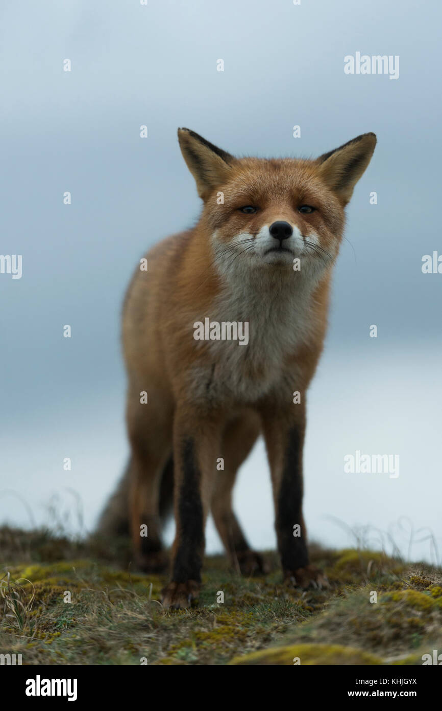 Red Fox ( Vulpes vulpes ) standing on a hill, close up against the sky ...