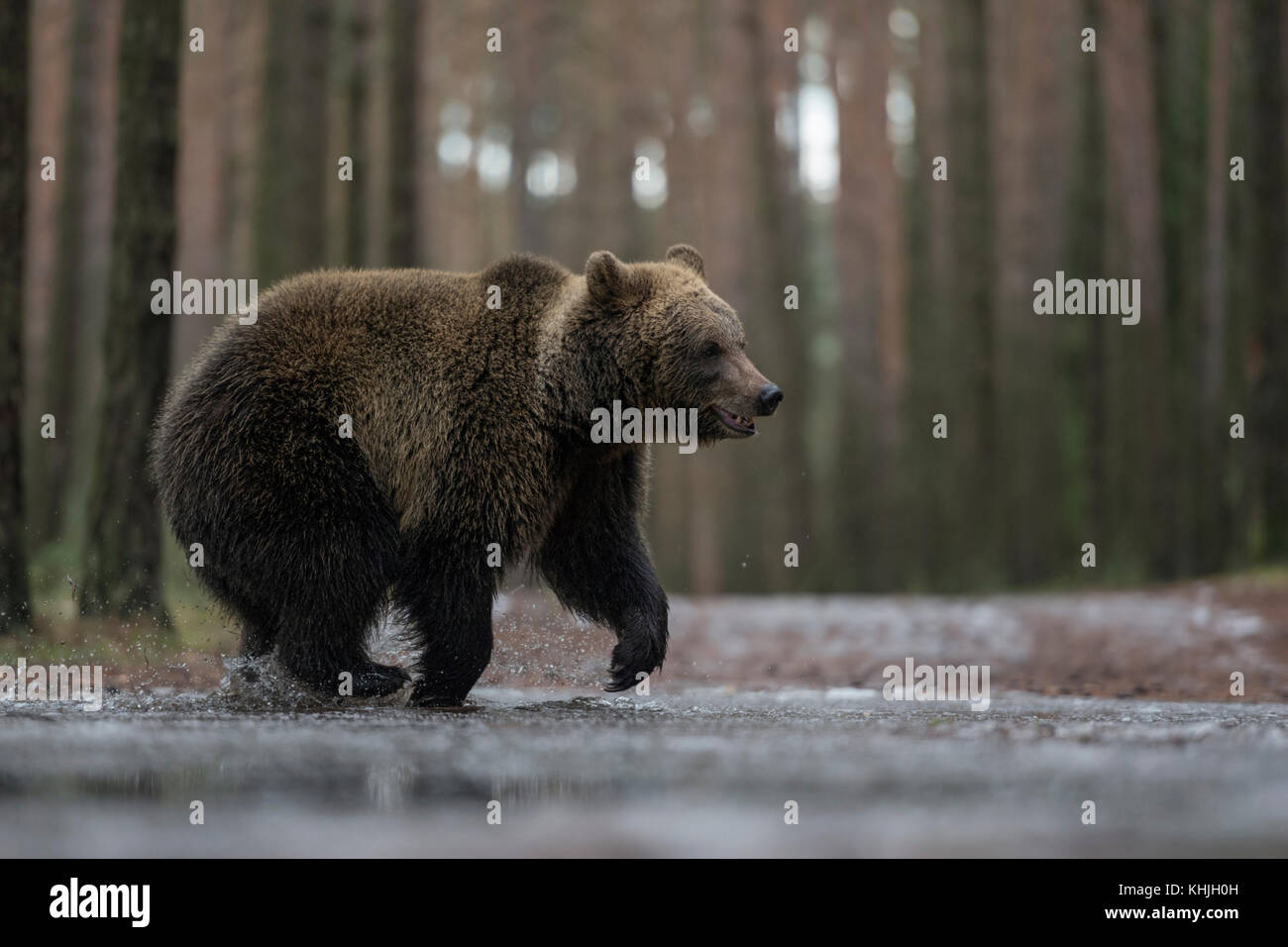 Eurasian Brown Bear ( Ursus arctos ) on its way through a frozen puddle, running, in a hurry, crossing a forest road, in winter, looks funny, Europe. Stock Photo