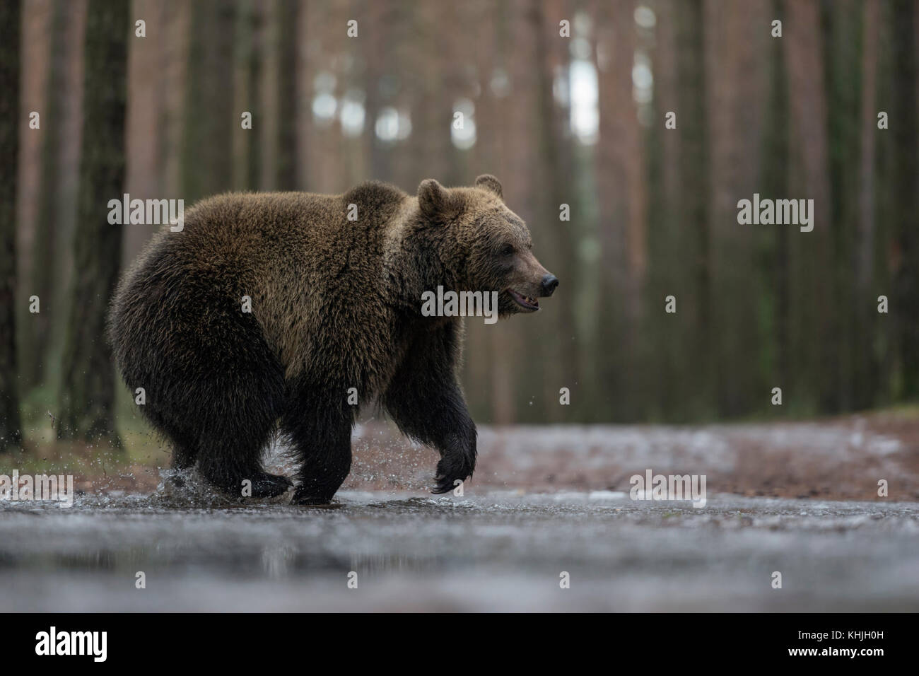 Eurasian Brown Bear ( Ursus arctos ) on its way through a frozen puddle ...