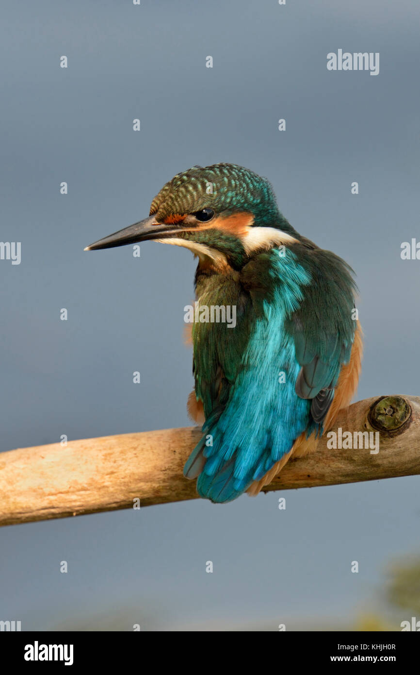 Common Kingfisher ( Alcedo atthis ), perched on a branch over the water in nice spot of light, watches aside, backside view, colourful plumage, Europe Stock Photo