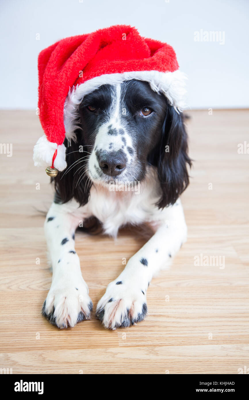 English Springer Spaniel In Christmas Hat Stock Photo Alamy