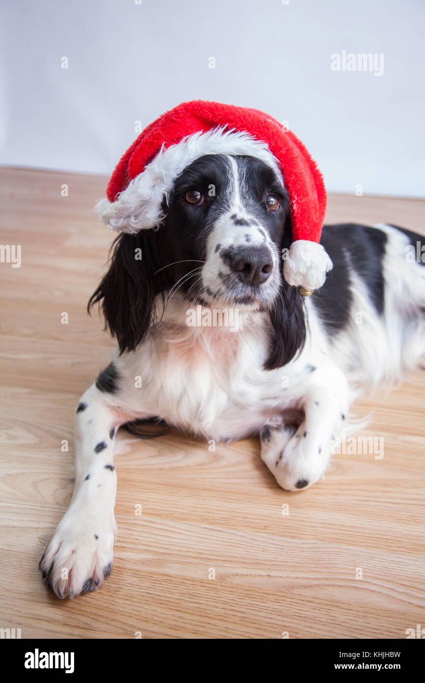 springer spaniel hat