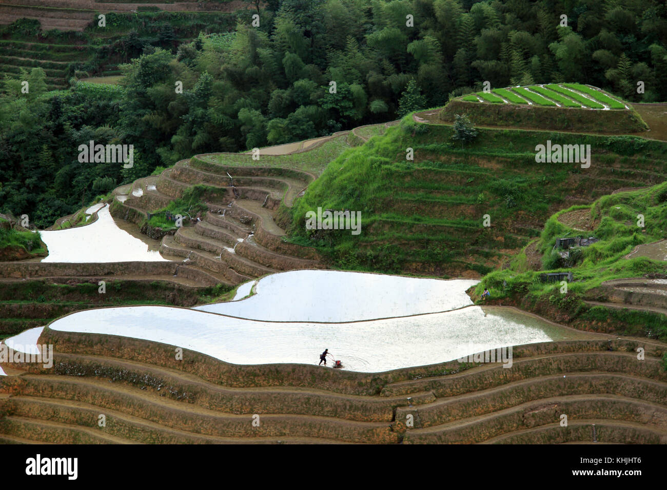 Chinese Man Rice Fields Man work on the rice field in China Stock Photo - Alamy
