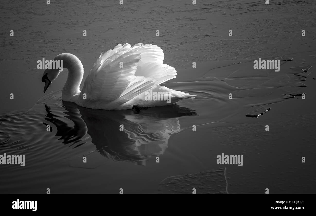 Swan and iced water Stock Photo