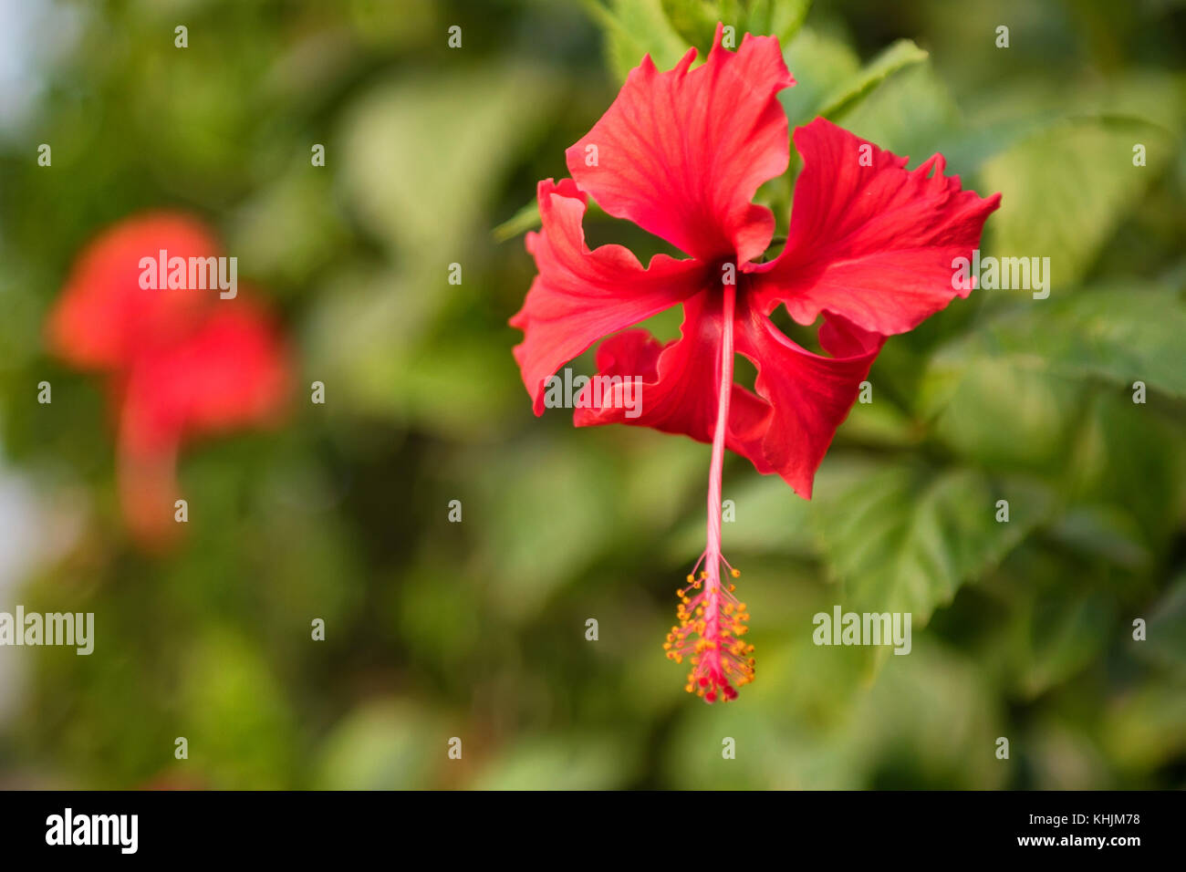 Close up bright red Hibiscus flower outdoors Stock Photo