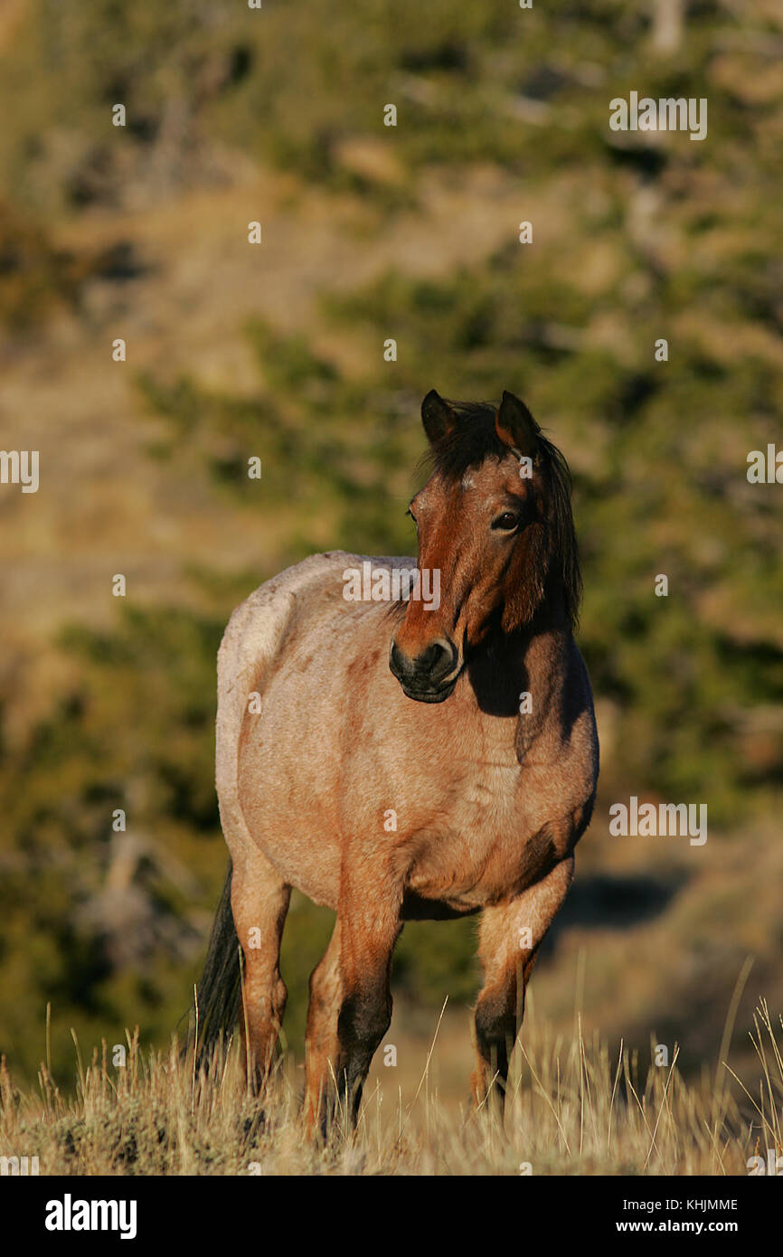 Pryor Mountain Mustang USA Stock Photo Alamy