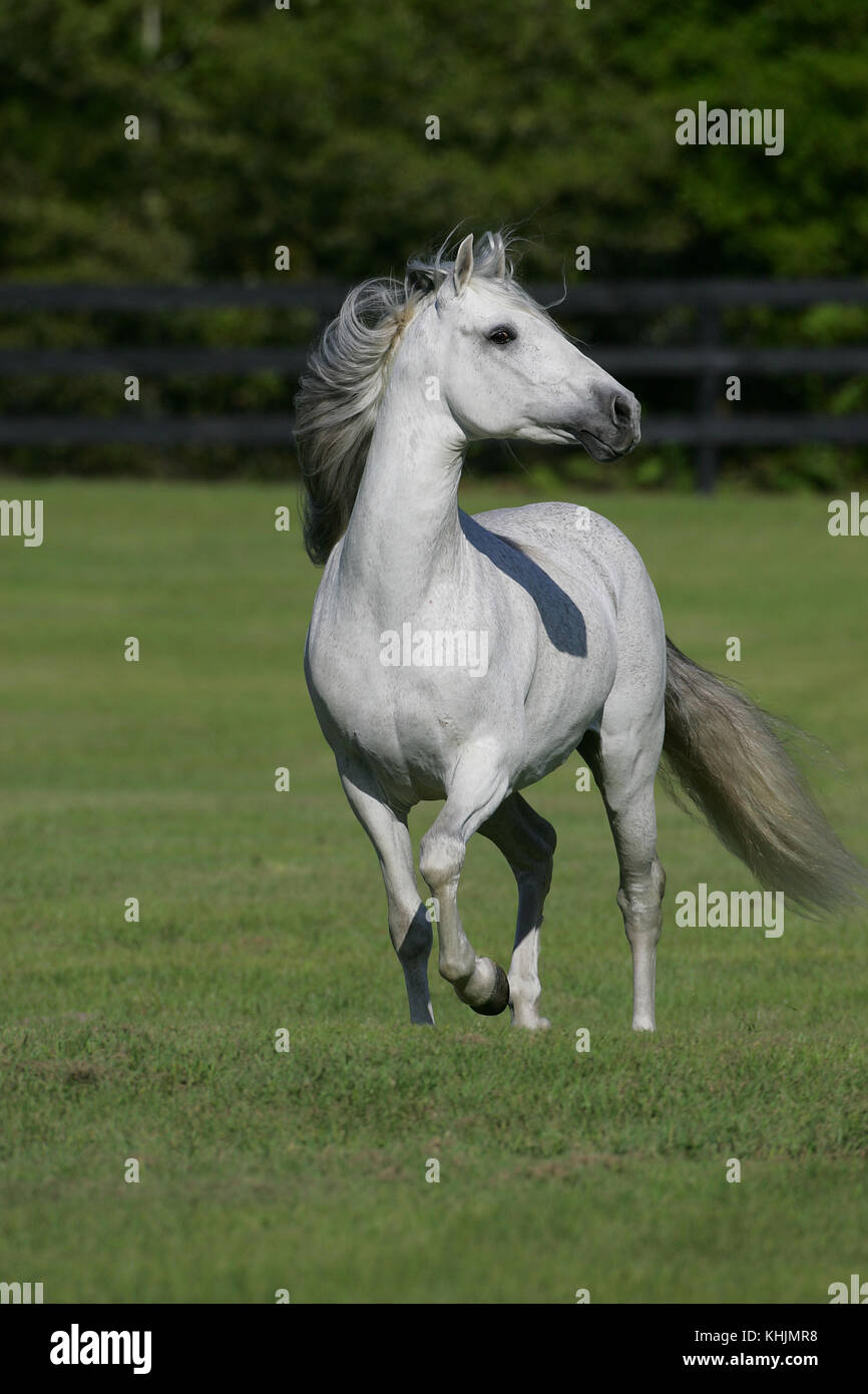 Andalucian Stallion Trotting In Field Stock Photo