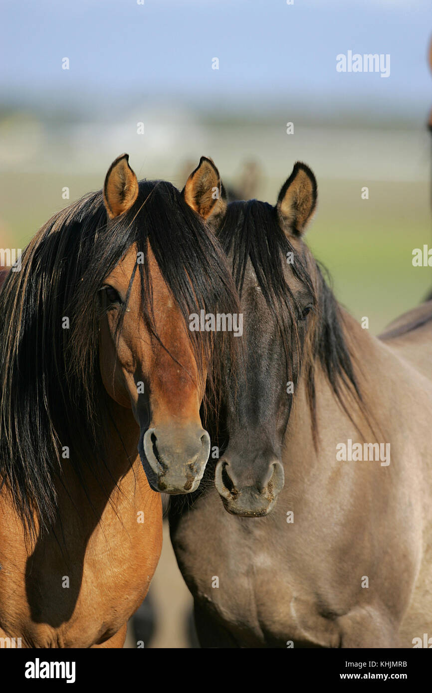 Kiger mustang hires stock photography and images Alamy