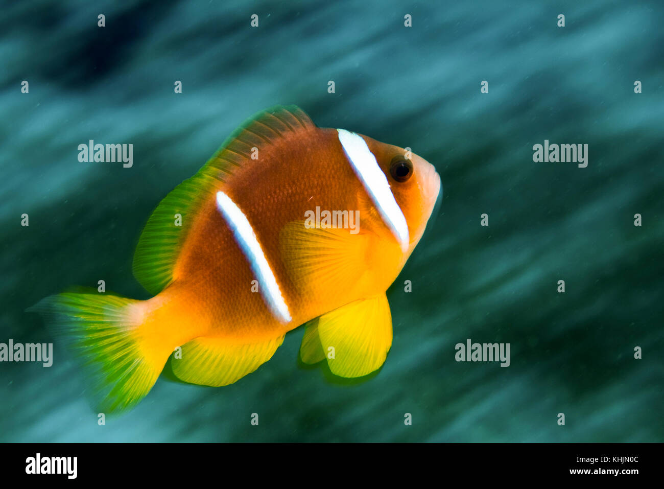 Israel, Eilat, Red Sea, – Underwater photograph of a Red Sea or two-banded clownfish (Amphiprion bicinctus) Stock Photo