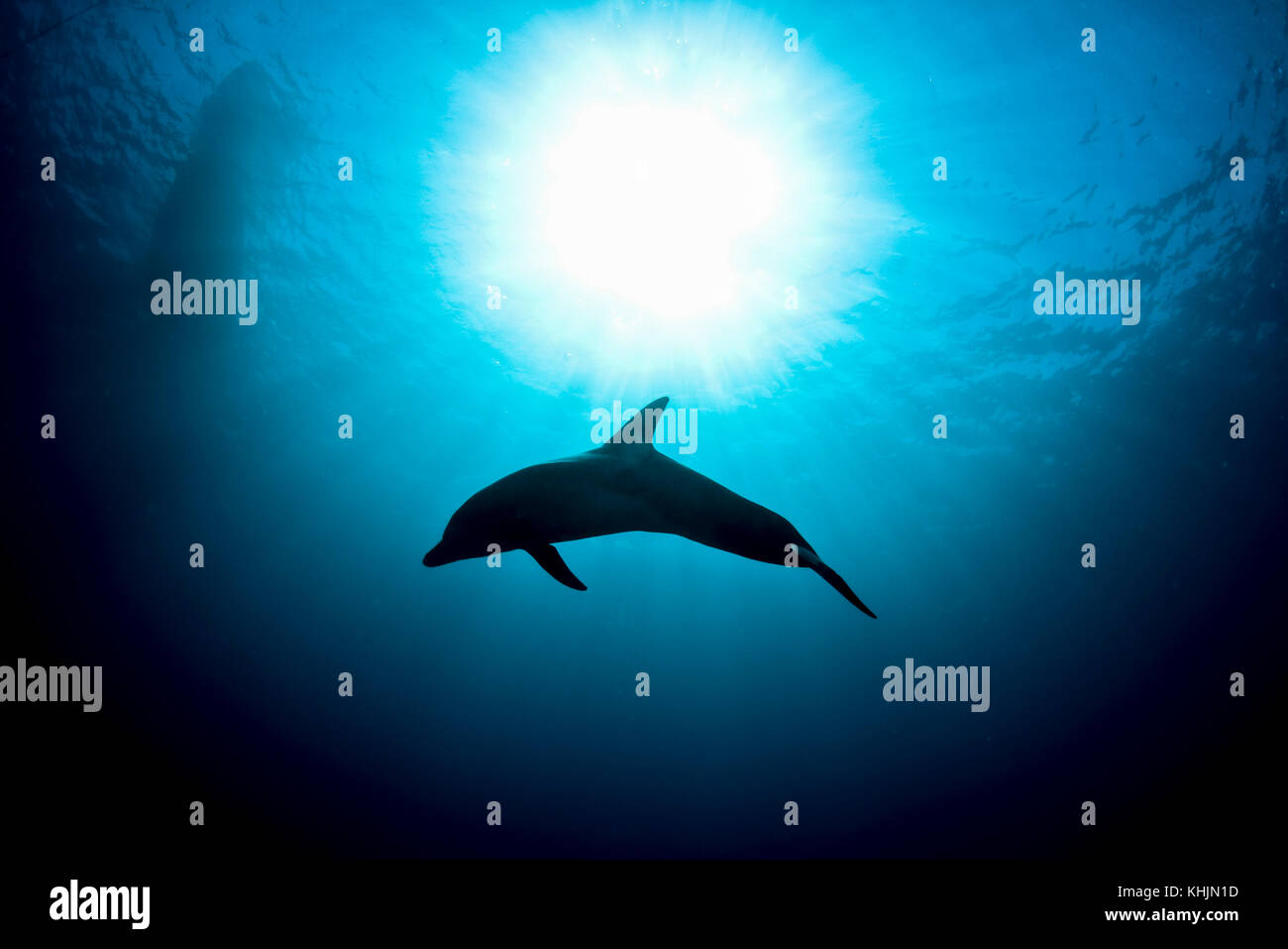 Underwater photograph of a silhouette of a three year old Common Bottlenose Dolphin (Tursiops truncatus). Photographed in the Red Sea, Eilat, Israel Stock Photo