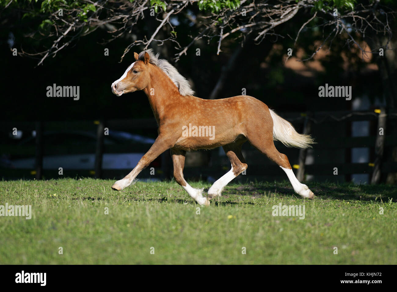 Welsh Section C Cob Colt Trotting Across Field Stock Photo Alamy