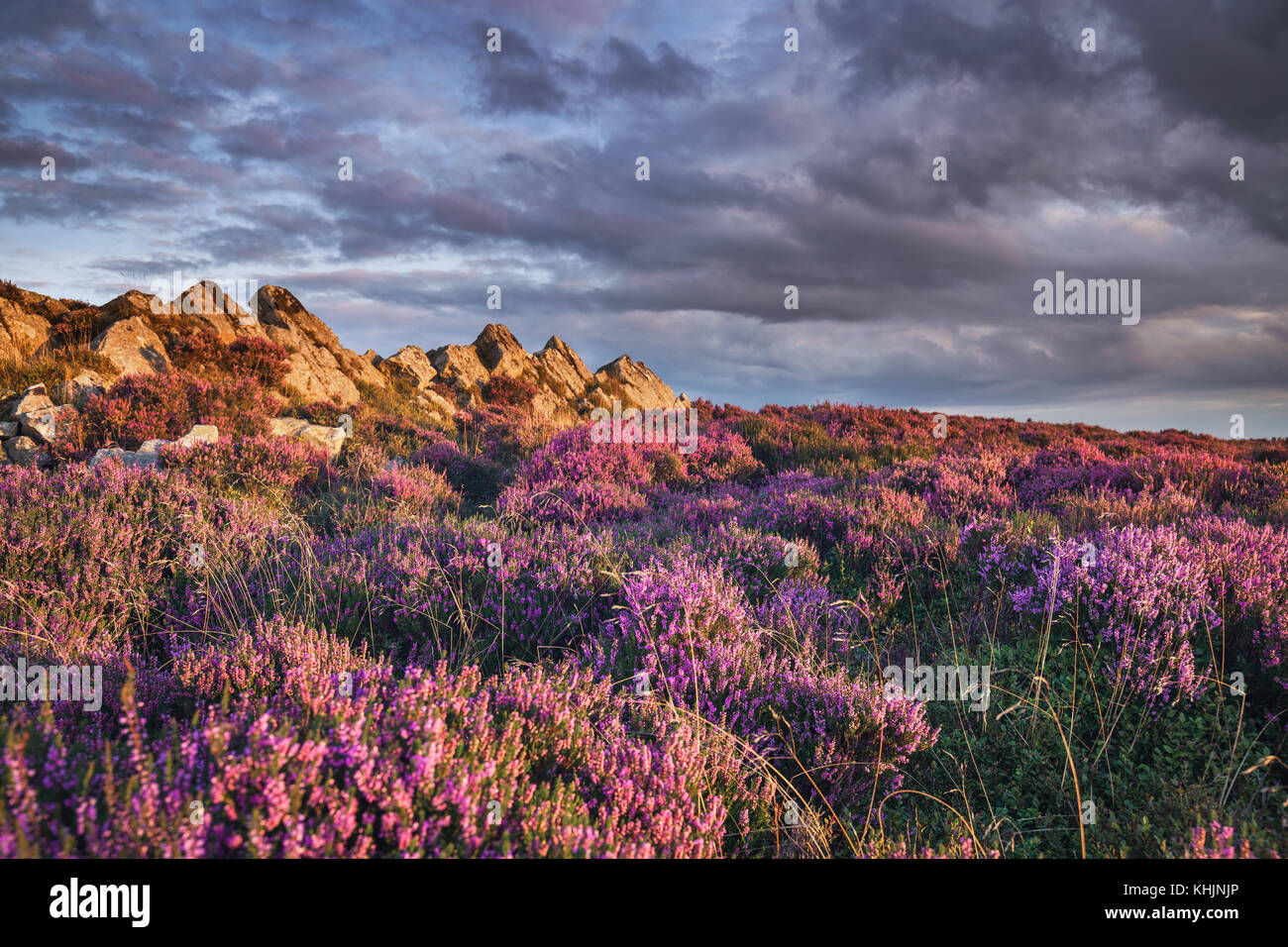 Blooming Upland Heather Flowers Stock Photo Alamy