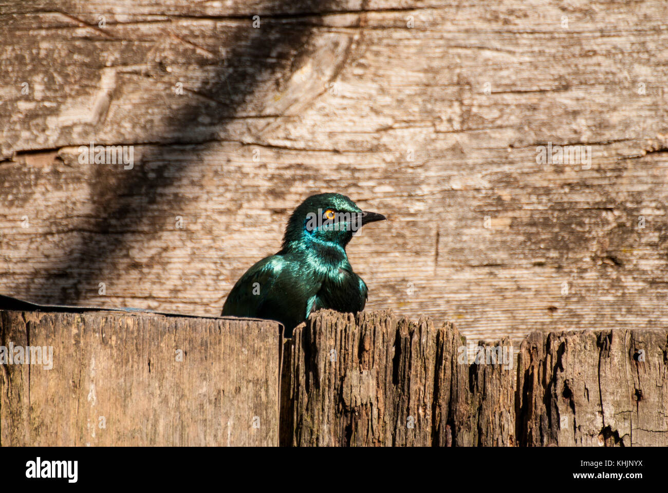 Lesser Blue Eared Glossy Starling bird (Lamprotornis chloropterus) Stock Photo