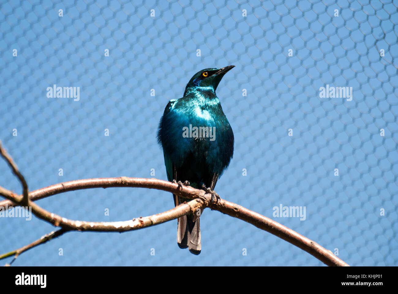 Lesser Blue Eared Glossy Starling bird (Lamprotornis chloropterus) Stock Photo