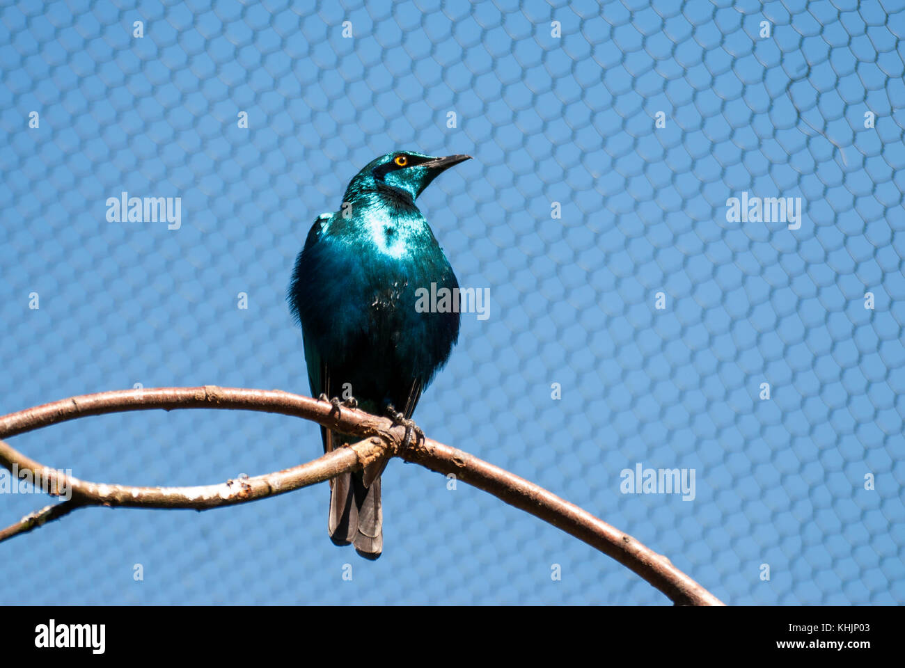 Lesser Blue Eared Glossy Starling bird (Lamprotornis chloropterus) Stock Photo