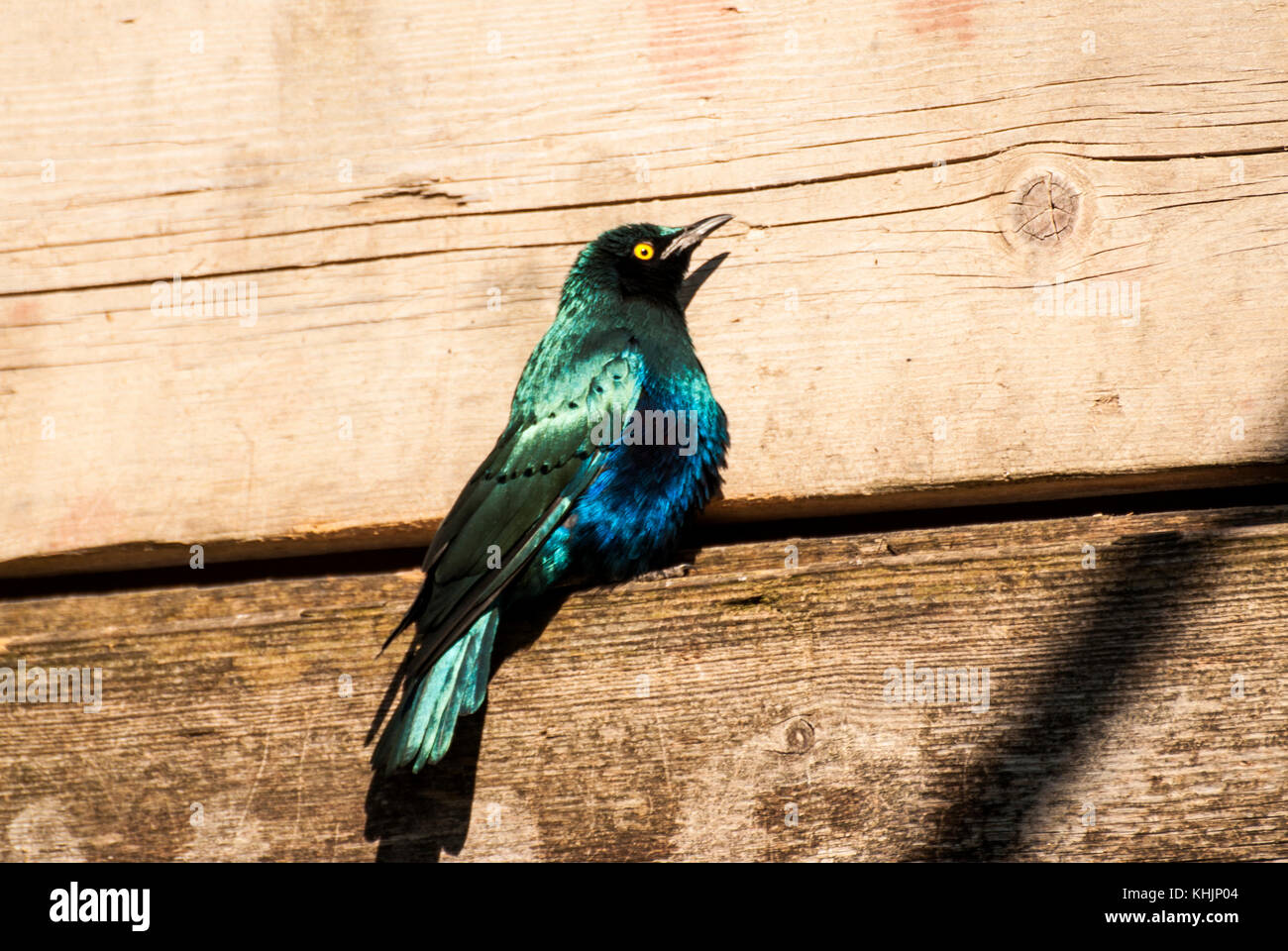 Lesser Blue Eared Glossy Starling bird (Lamprotornis chloropterus) Stock Photo