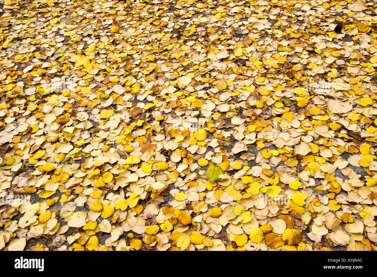 Background of the yellow fallen leaves in the park Stock Photo - Alamy