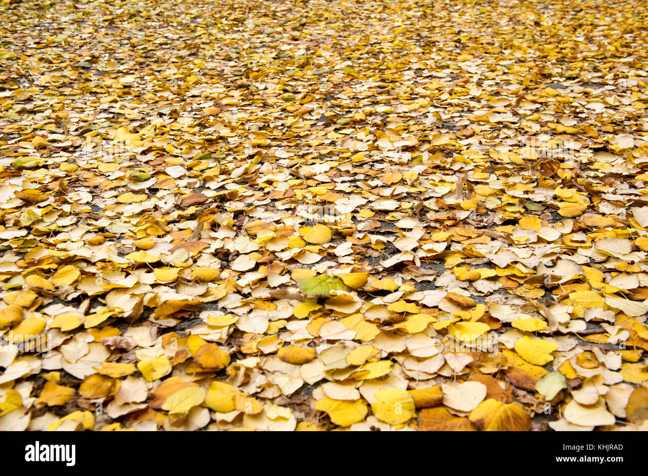 Background of the yellow fallen leaves in the park Stock Photo - Alamy
