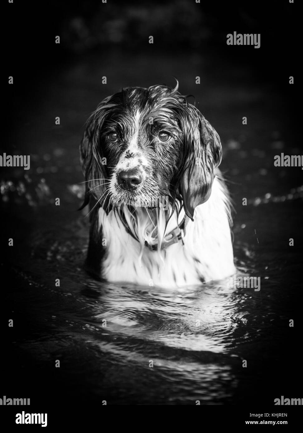 English Springer Spaniel Enjoying Exmoor Stock Photo