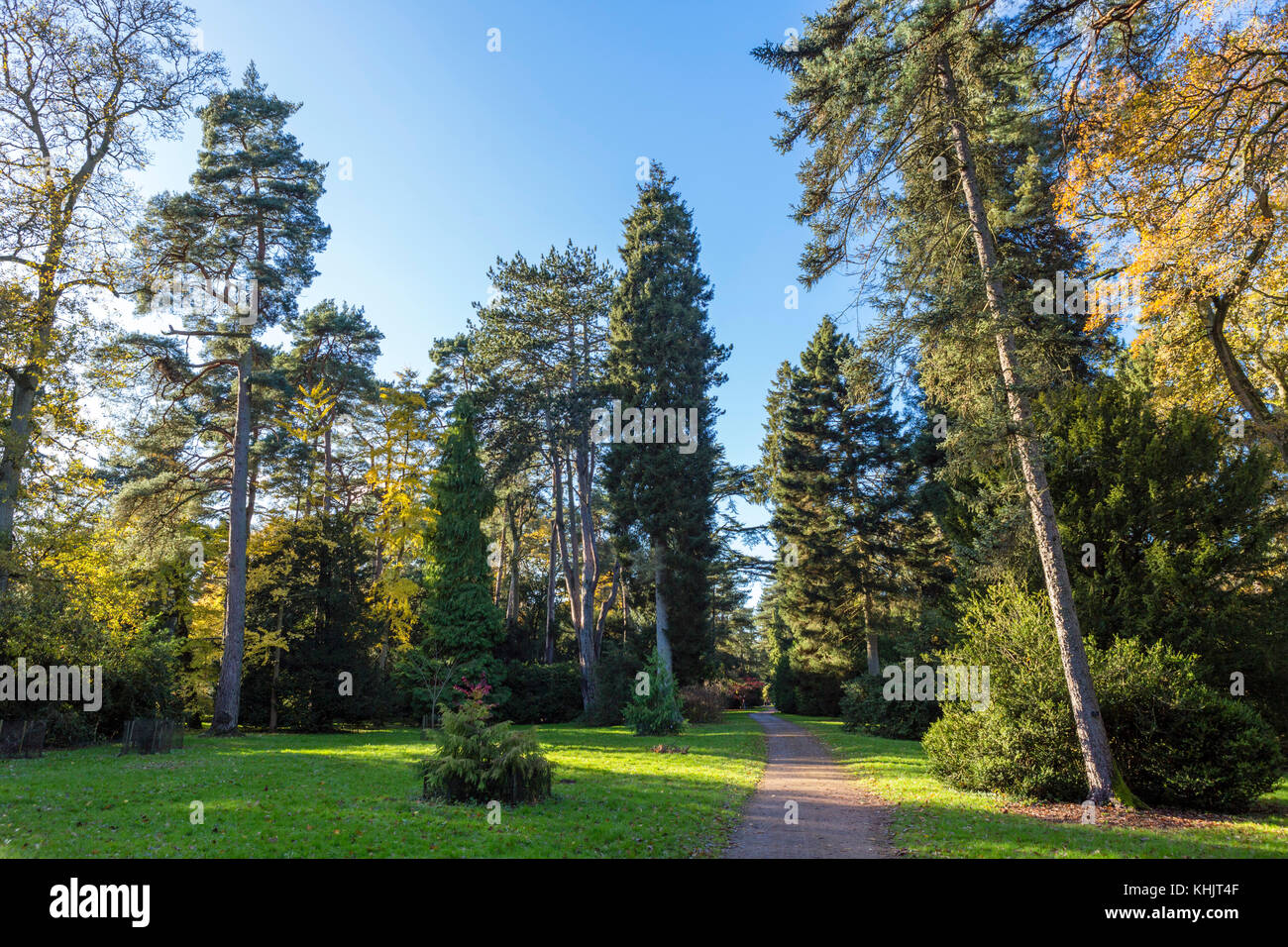 Westonbirt Arboretum, near Tetbury, Gloucestershire, England, UK Stock Photo