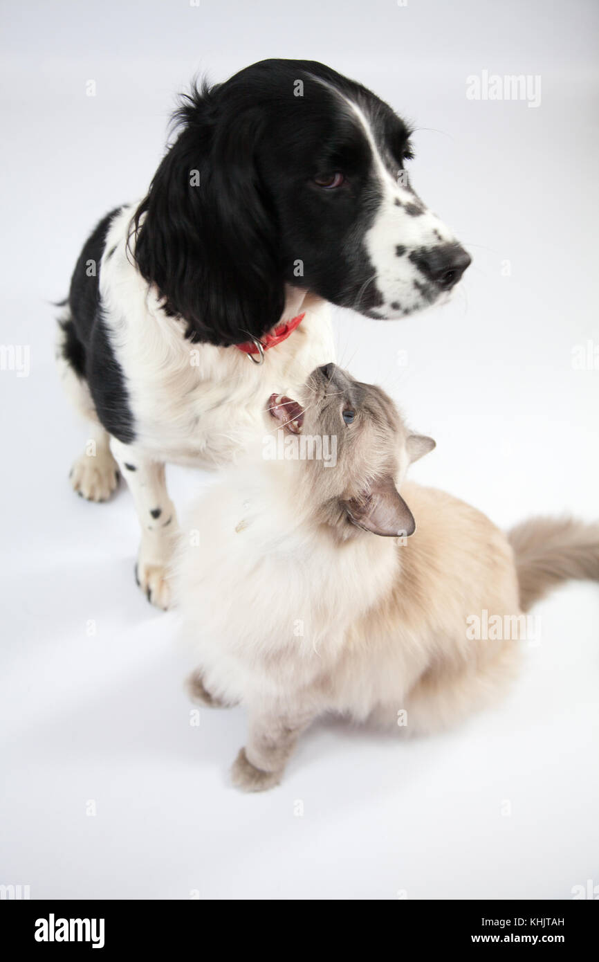 english springer spaniel and cats