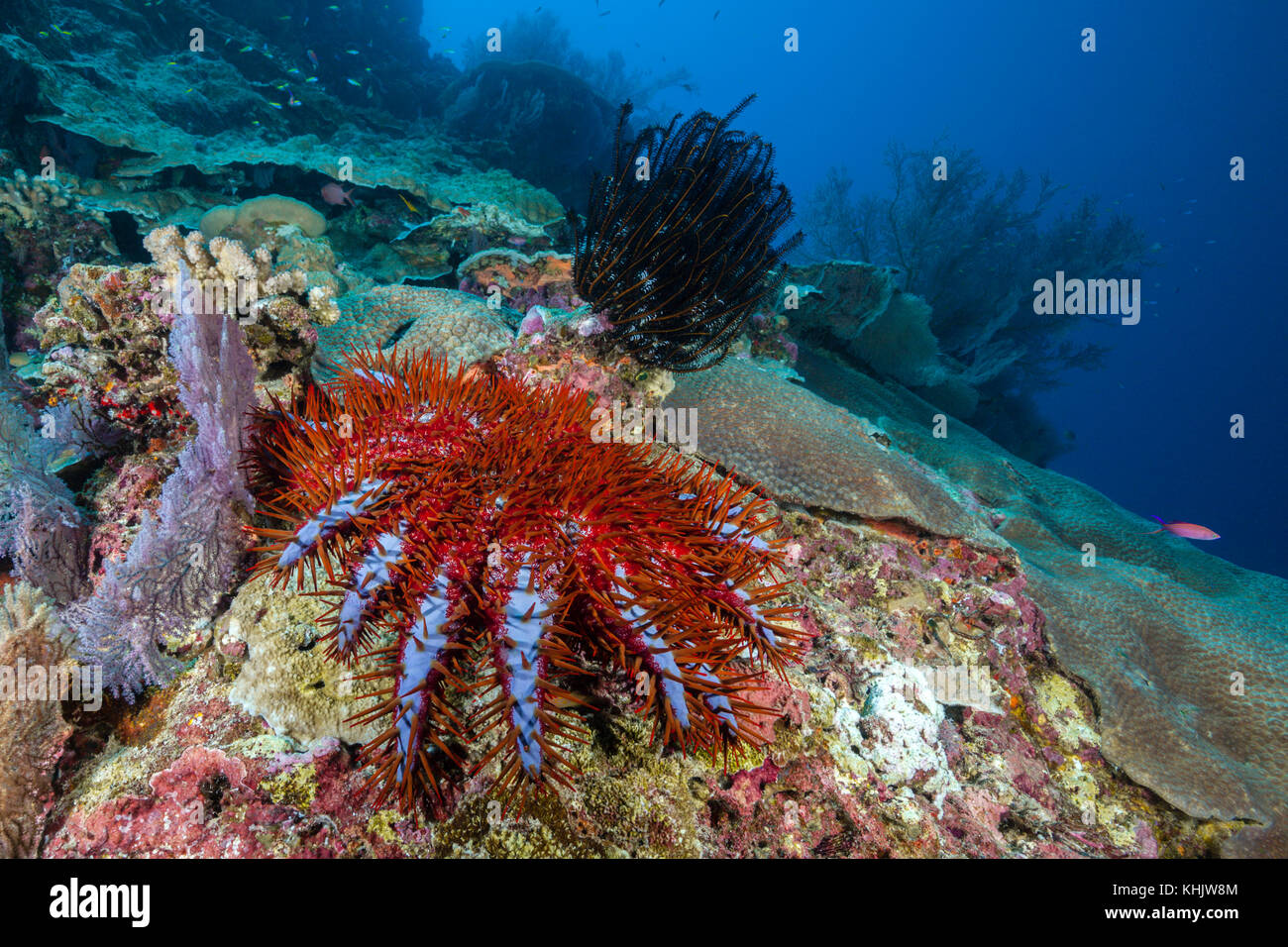 Crown-of-Thorns Starfish in Coral Reef, Acanthaster planci, Christmas Island, Australia Stock Photo
