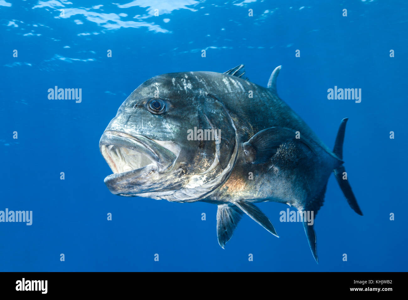 Giant trevally, australia hires stock photography and images Alamy