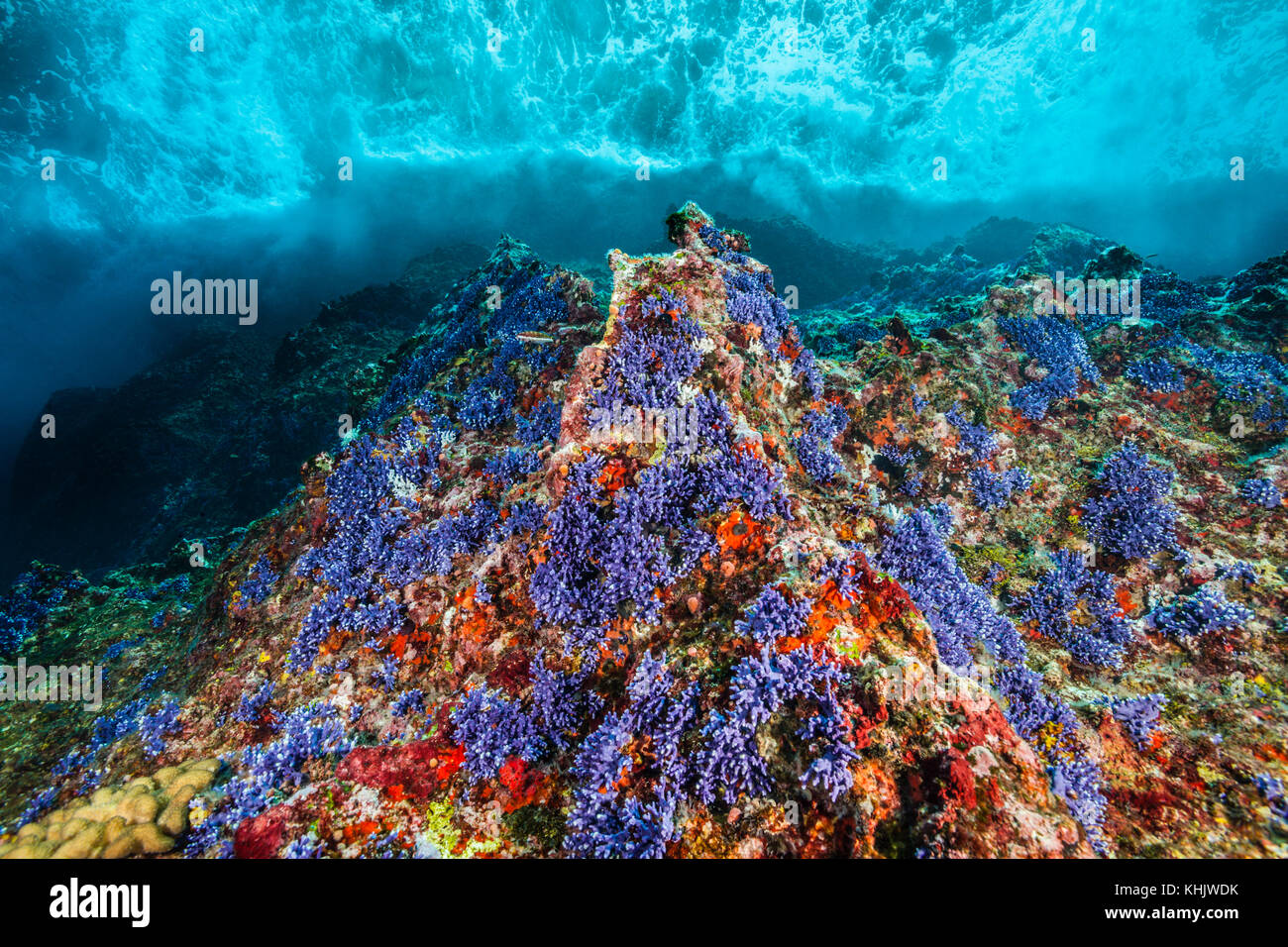 Violet Lace Corals in Surf zone, Distichopora violacea, Christmas Island, Australia Stock Photo