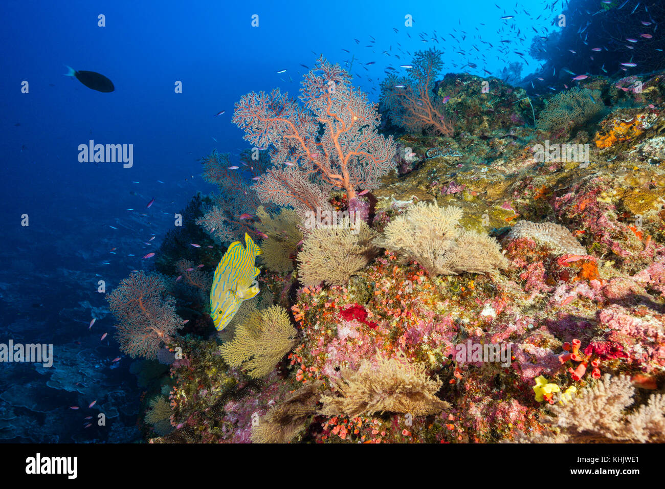 Pristine Coral Reef, Christmas Island, Australia Stock Photo