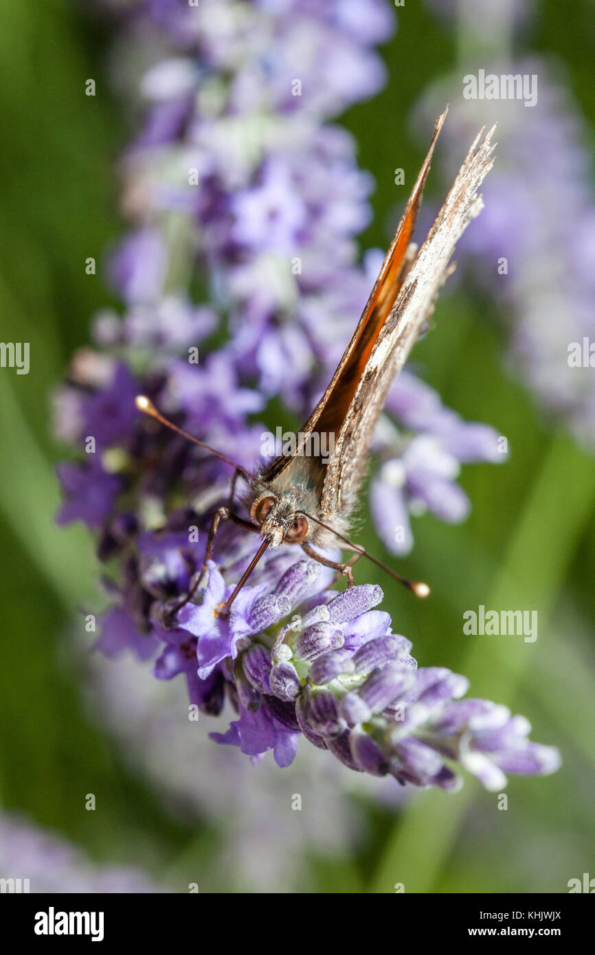 Butterfly Small Tortoiseshell, Aglais urticae, Munich, Bavaria, Germany Stock Photo