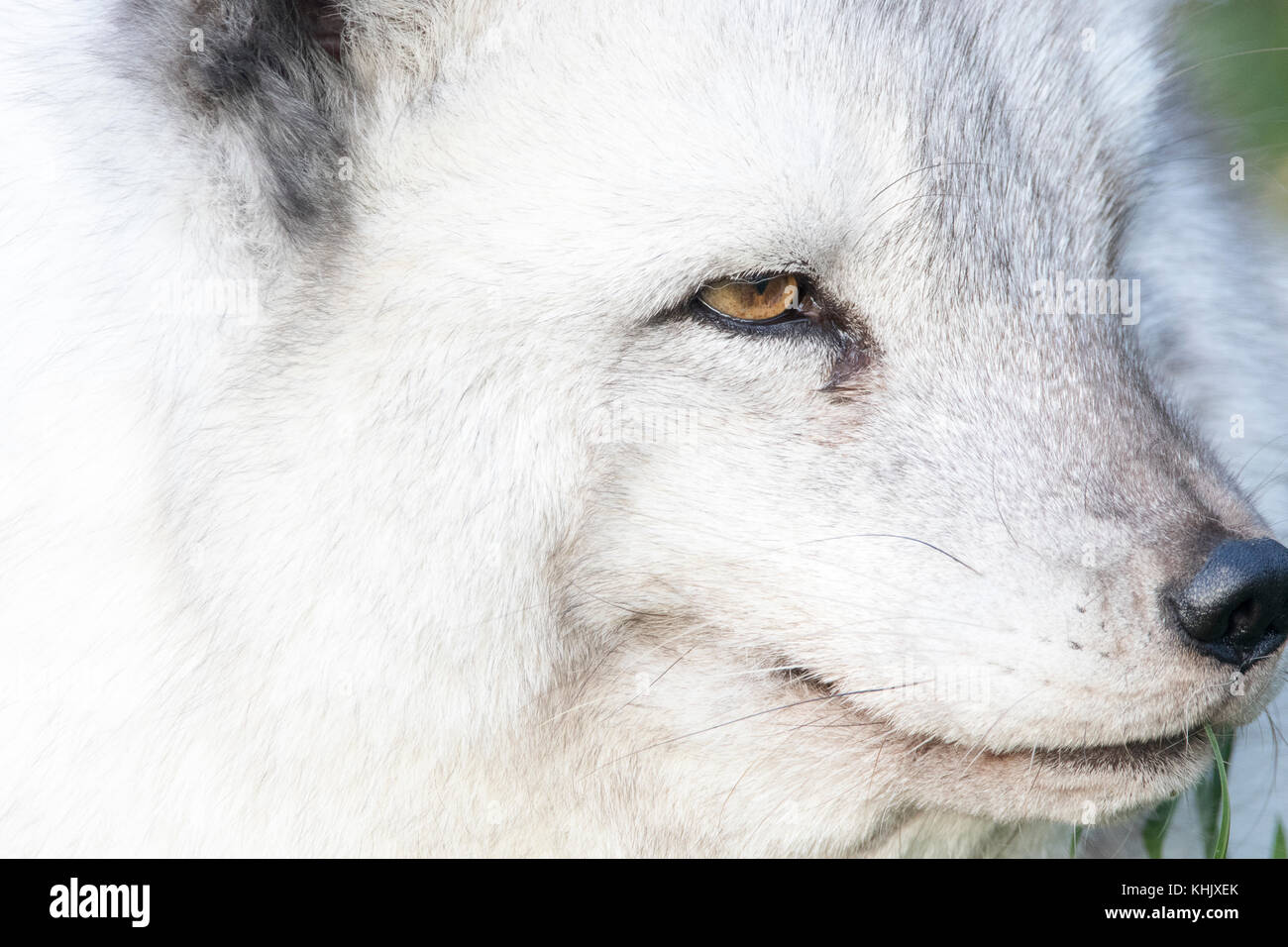 Arctic fox in summer coat hi-res stock photography and images - Alamy