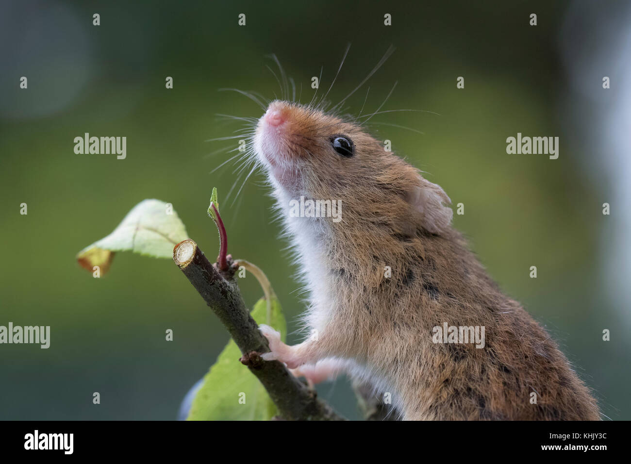 harvest mice/mouse,  Micromys minutus, close up portrait posing on a variety of plants, flowers and harvest crops. facial and group image Stock Photo