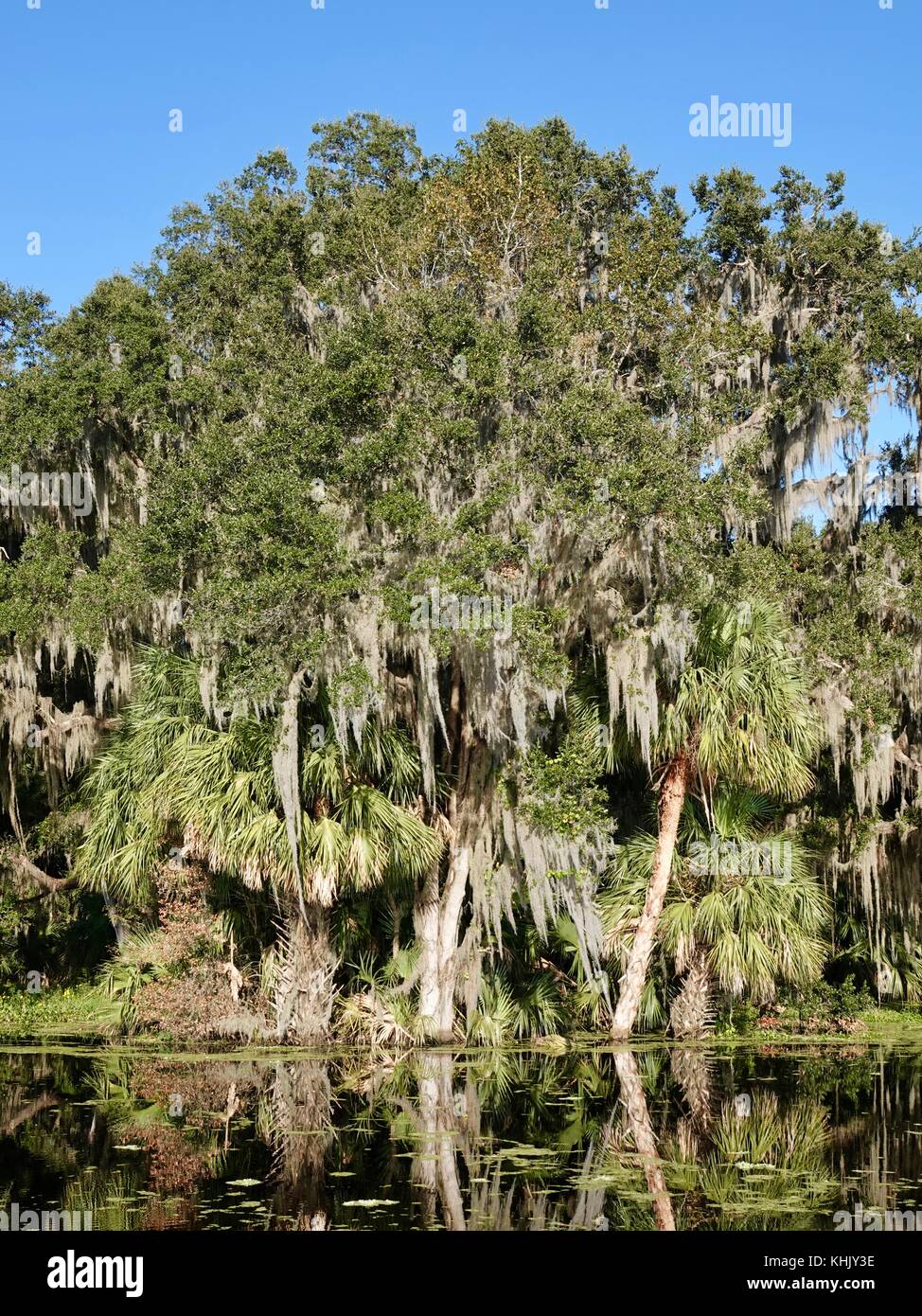 North Florida landscape, Alachua County, USA Stock Photo - Alamy