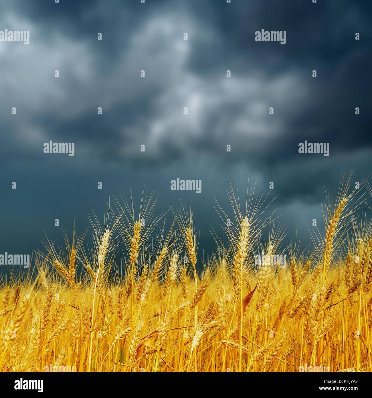 Harvest before the storm hi-res stock photography and images - Alamy