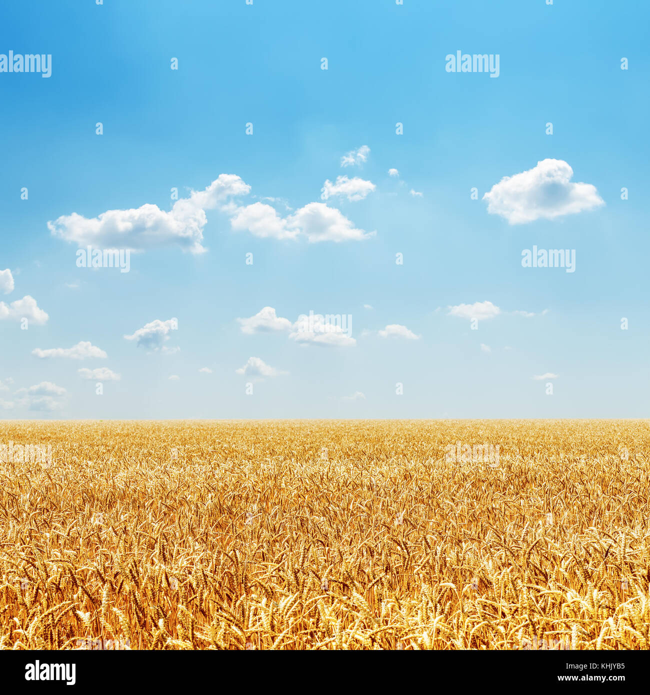 field with golden harvest and cloudy sky Stock Photo - Alamy