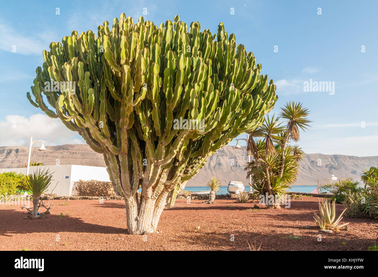 candelabra tree  (Euphorbia candelabrum) in a public square with the islanf of Lanzarote in the background, La Graciosa, Canary Islands, Spain Stock Photo