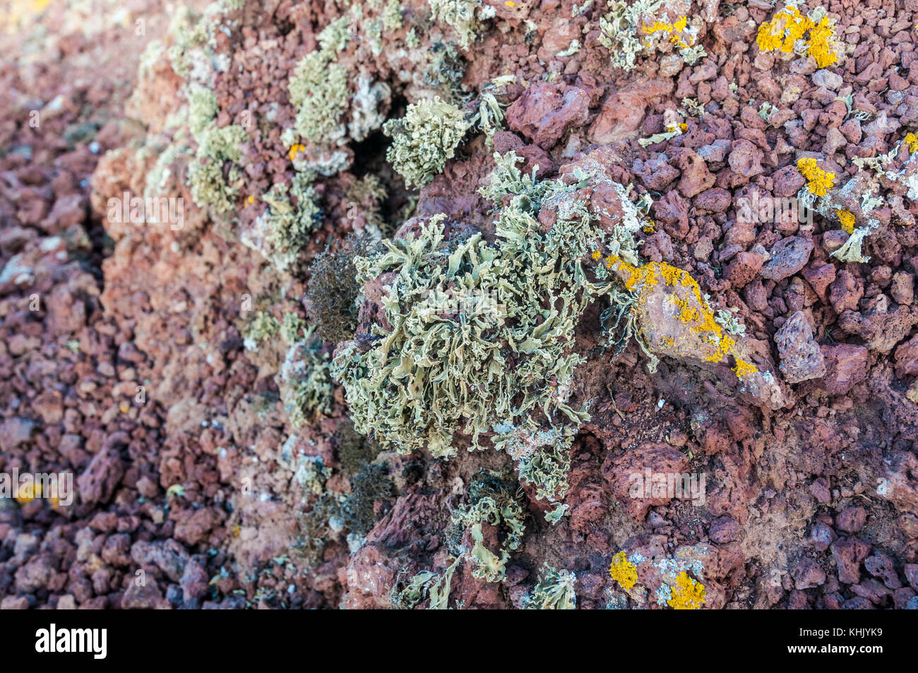green lichens in the top of Montaña Bermeja, La Graciosa, Canary Islands, Spain Stock Photo