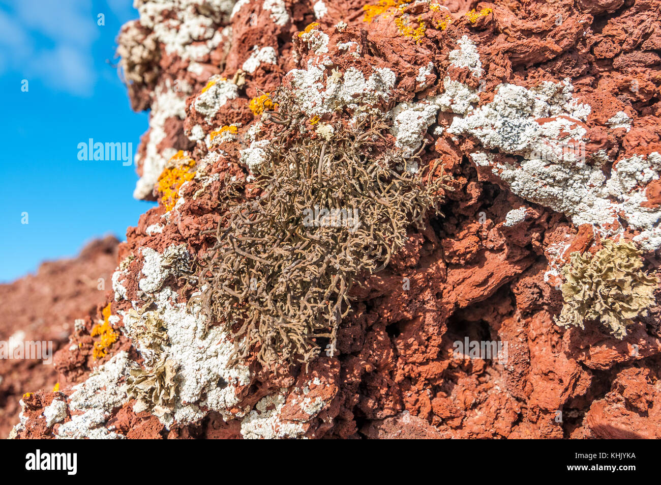 green lichens in the top of Montaña Bermeja, La Graciosa, Canary Islands, Spain Stock Photo