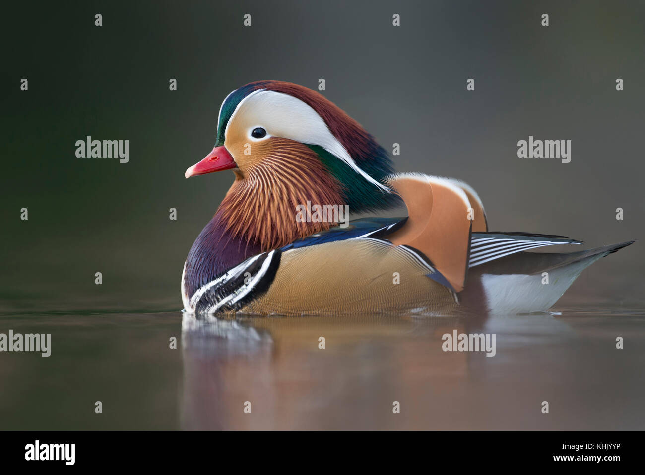 Mandarin Duck ( Aix galericulata ), colorful drake in breeding dress, swims close, windstill day, in last light, nice reflections, Europe. Stock Photo